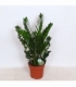 Zamioculcas