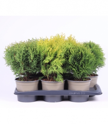 Thuja