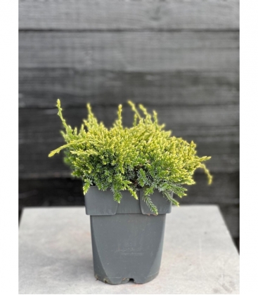 Juniperus