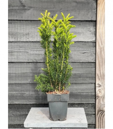 Taxus