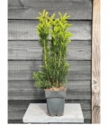 Taxus