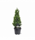 Picea