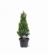 Picea