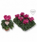 Cyclamen