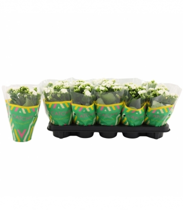 Kalanchoe