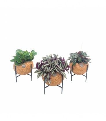 Indoor