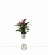 Anthurium
