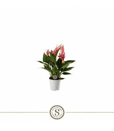 Anthurium