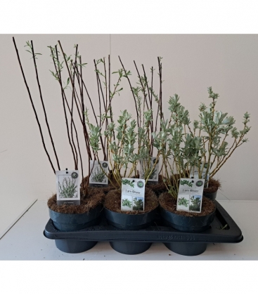 Salix