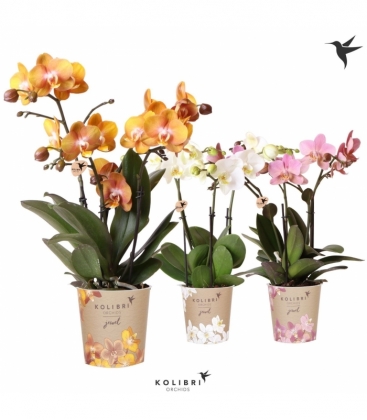 Phalaenopsis