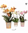 Phalaenopsis