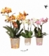 Phalaenopsis