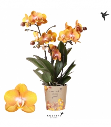Phalaenopsis
