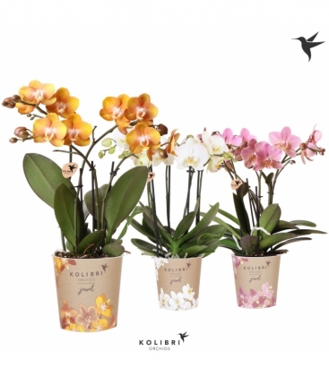 Phalaenopsis