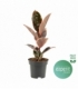 Ficus