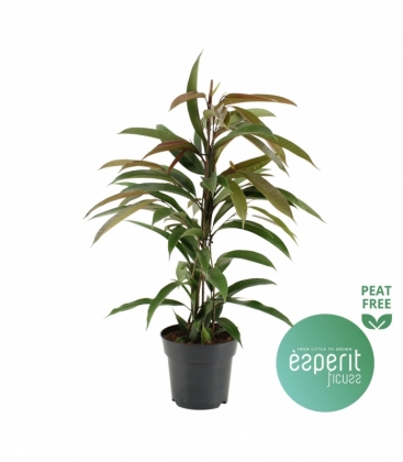 Ficus