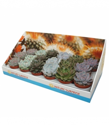 Echeveria