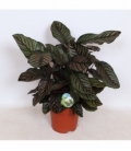 Calathea