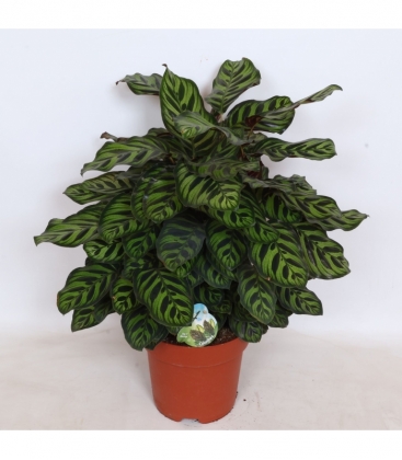 Calathea