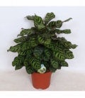 Calathea