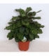 Calathea
