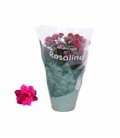 Kalanchoe