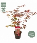 Acer