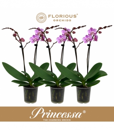 Phalaenopsis