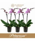 Phalaenopsis