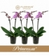Phalaenopsis