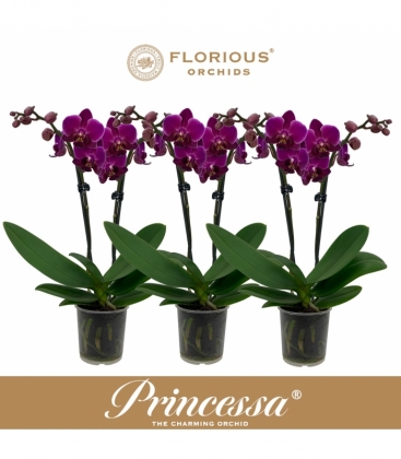 Phalaenopsis