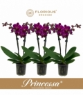 Phalaenopsis
