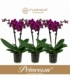 Phalaenopsis