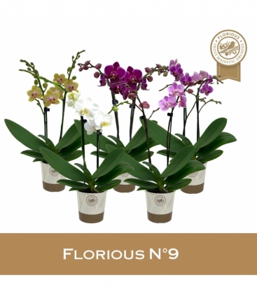 Phalaenopsis