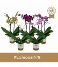 Phalaenopsis