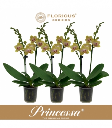 Phalaenopsis