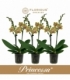 Phalaenopsis