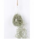 Tillandsia