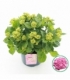 Hydrangea