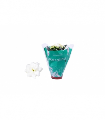 Kalanchoe