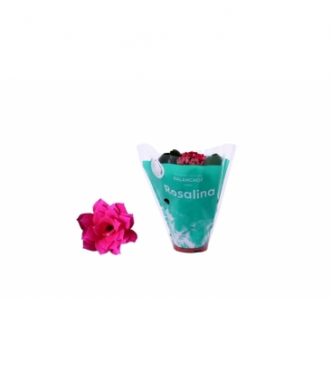 Kalanchoe