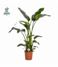 Strelitzia