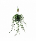 Hedera