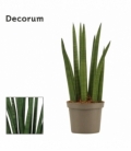 Sansevieria