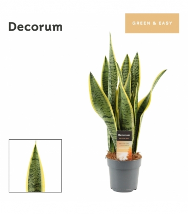 Sansevieria