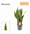 Sansevieria