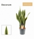 Sansevieria
