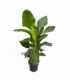 Strelitzia