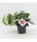 Scindapsus