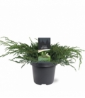 Juniperus